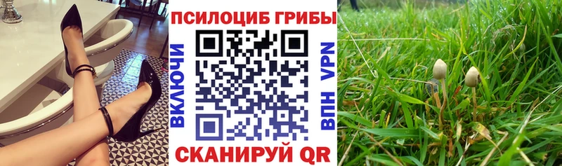 закладки  Юрьевец  Галлюциногенные грибы MAGIC MUSHROOMS 